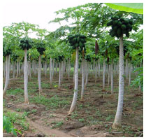 Fruit Exporters in Sri Lanka - Vegetable Exporters in Sri Lanka - Calton Agriculture - Agriculture Producers in Sri Lanka - Fruit Growers in Sri Lanka - Vegetable Growers in Sri Lanka - Agriculture Exporters in Sri Lanka